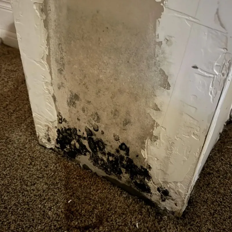 Professional Mold Removal in Brewster, NE